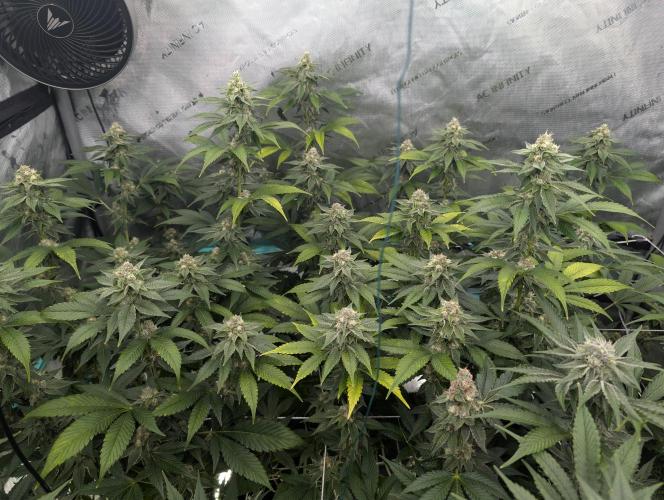 New Girls!. Week 5
