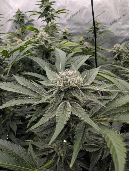 New Girls!. Week 5