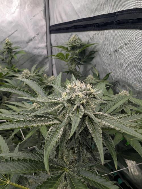 New Girls!. Week 5