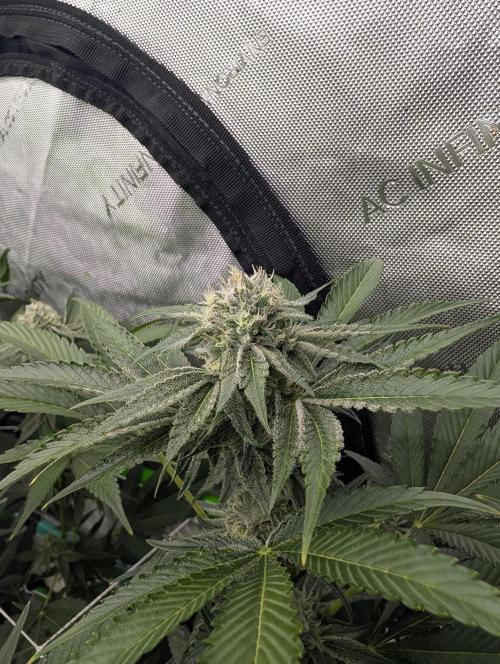 New Girls!. Week 5