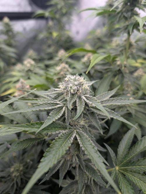 New Girls!. Week 5