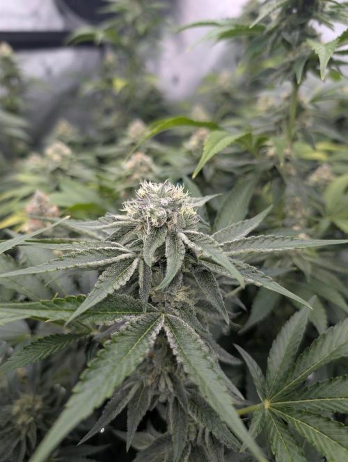 New Girls!. Week 5