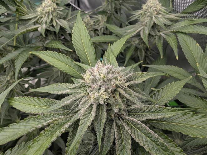 New Girls!. Week 5