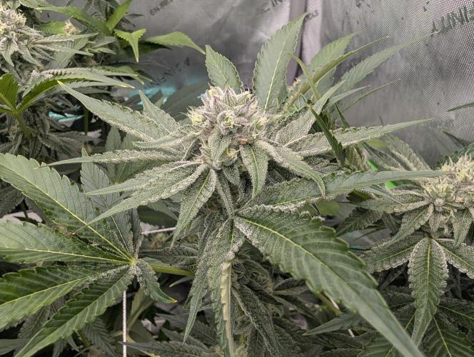 New Girls!. Week 5