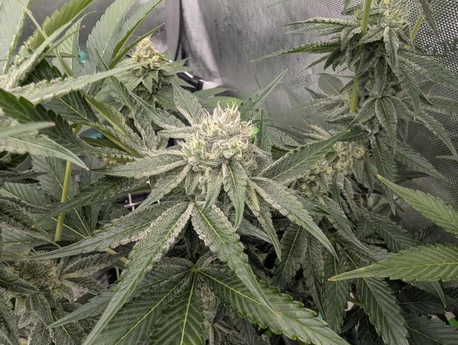New Girls!. Week 5