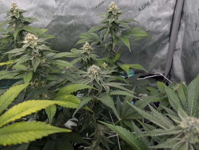 New Girls!. Week 5