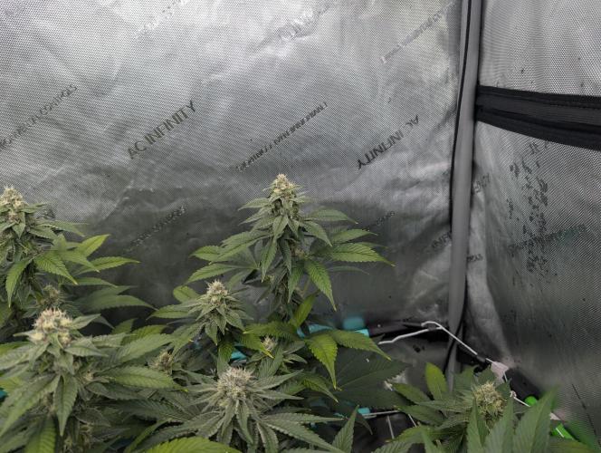 New Girls!. Week 5