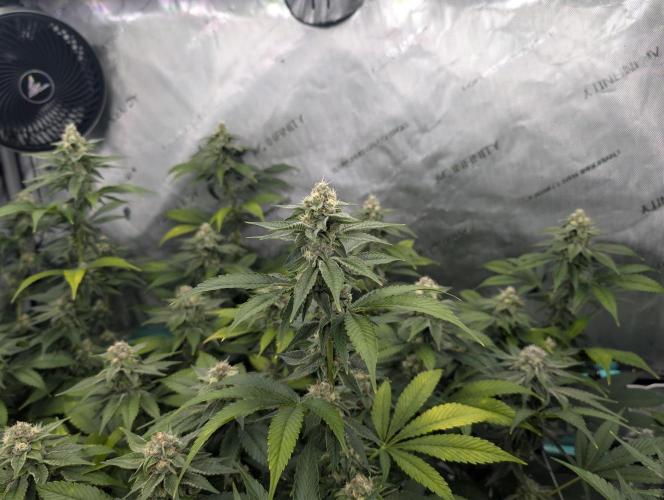 New Girls!. Week 5