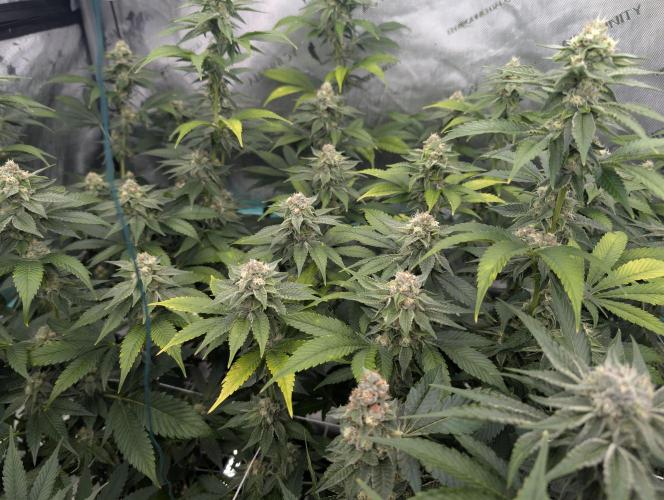New Girls!. Week 5