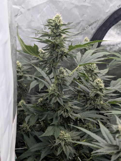 New Girls!. Week 5