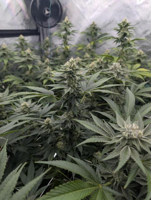 New Girls!. Week 5