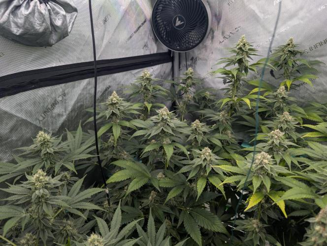 New Girls!. Week 5