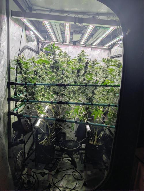 New Girls!. Week 6 - D36