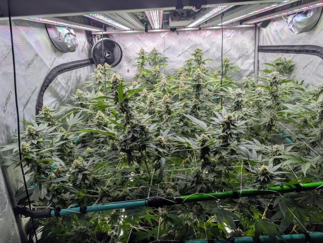 New Girls!. Week 6 - D36