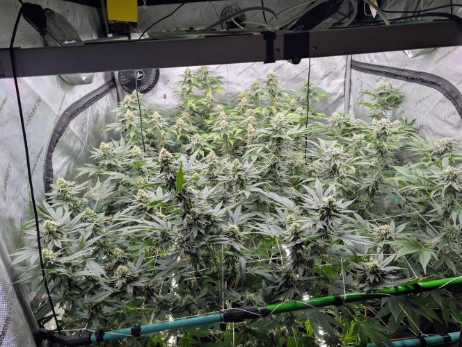 New Girls!. Week 6 - D36