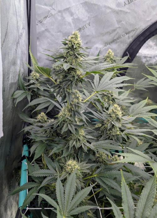 New Girls!. Week 6 - IBC D36