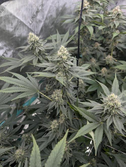 New Girls!. Week 6 - IBC D36