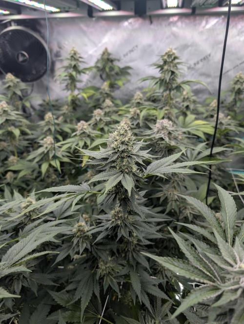 New Girls!. Week 6 - IBC D36