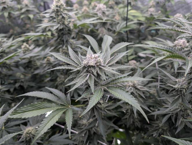 New Girls!. Week 6 - CP D36