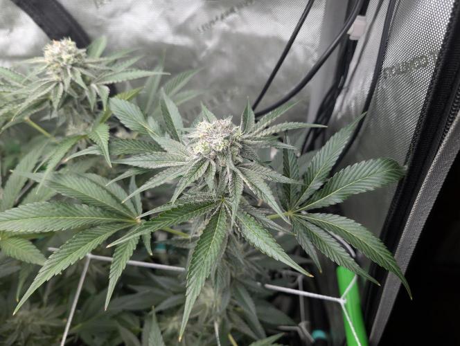 New Girls!. Week 6 - CP D36