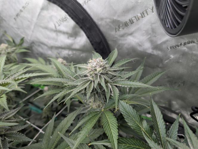New Girls!. Week 6 - CP D36