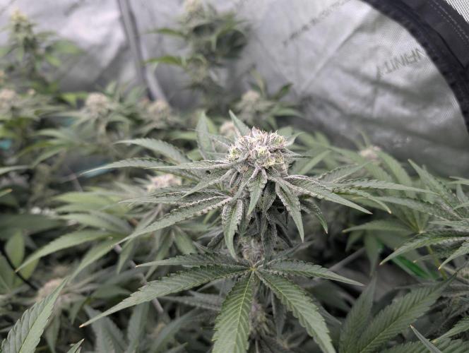 New Girls!. Week 6 - CP D36