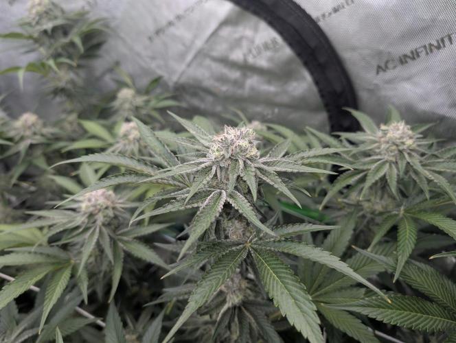 New Girls!. Week 6 - CP D36