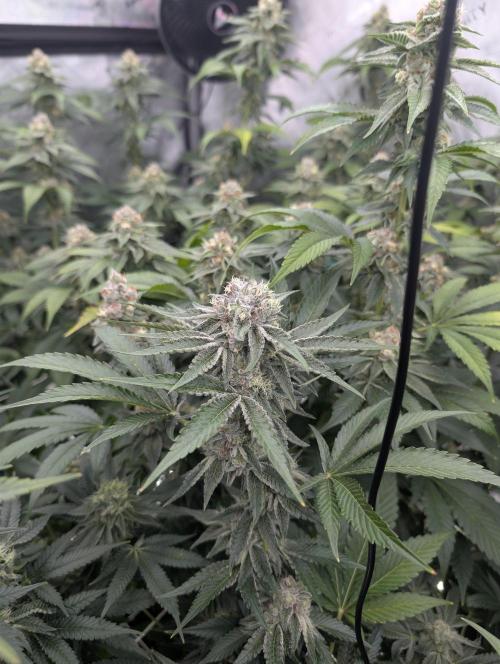 New Girls!. Week 6 - CP D36