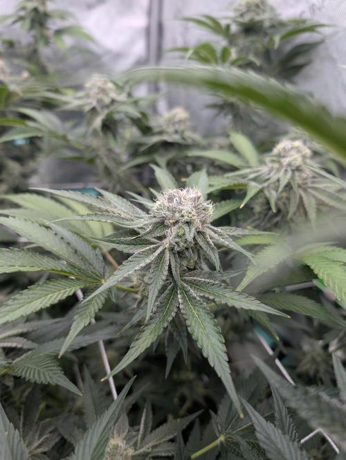 New Girls!. Week 6 - CP D36