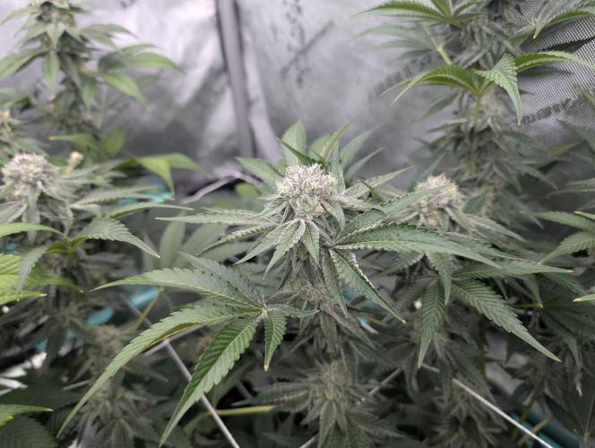 New Girls!. Week 6 - CP D36