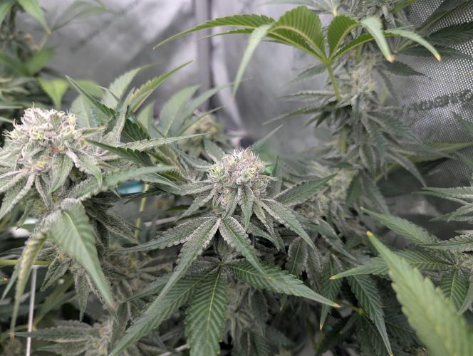 New Girls!. Week 6 - CP D36