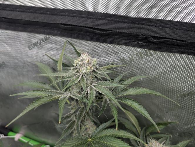New Girls!. Week 6 - CP D36