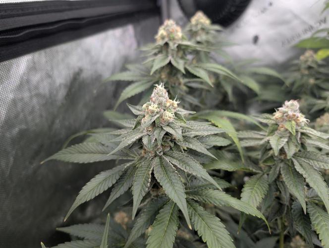 New Girls!. Week 6 - Wb D36