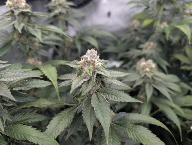 New Girls!. Week 6 - WB D36