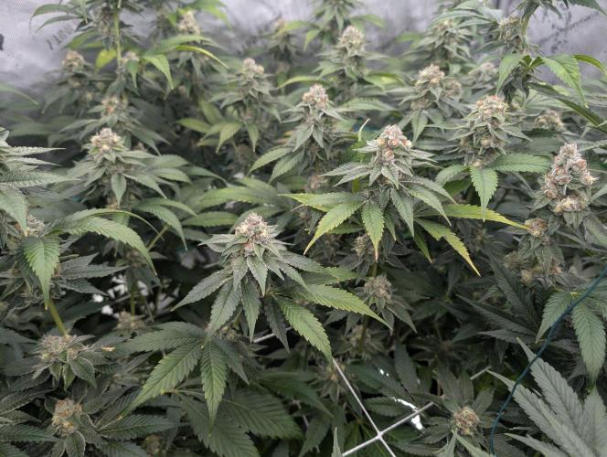 New Girls!. Week 6 - WB D36