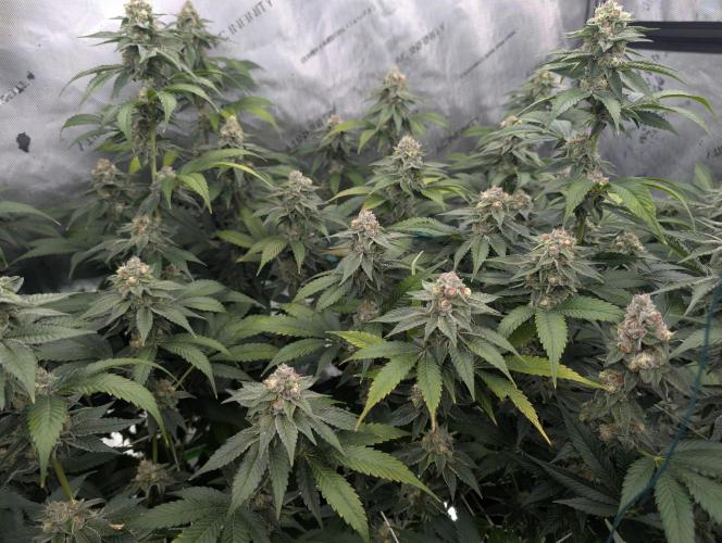 New Girls!. Week 6 - WB D36