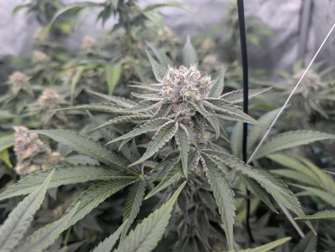 New Girls!. Week 6 - CP D37