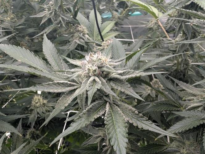 New Girls!. Week 6 - CP D37