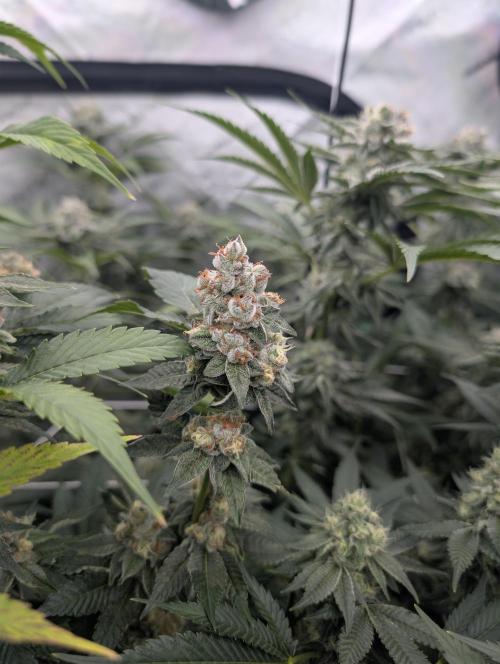 New Girls!. Week 6 - WB D38