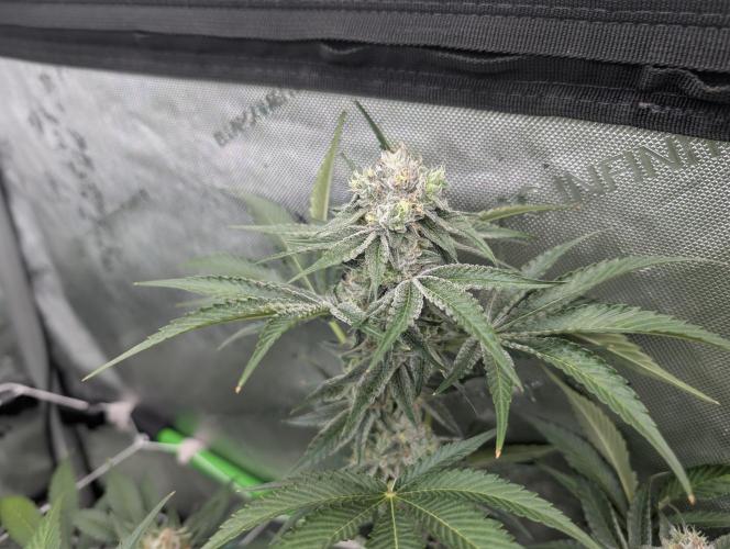 New Girls!. Week 6 - CP D38