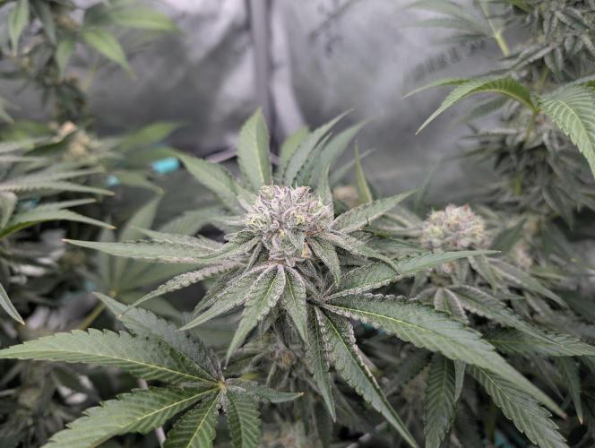 New Girls!. Week 6 - CP D38