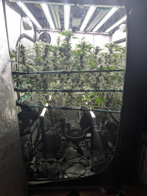 New Girls!. Week 6 - D39