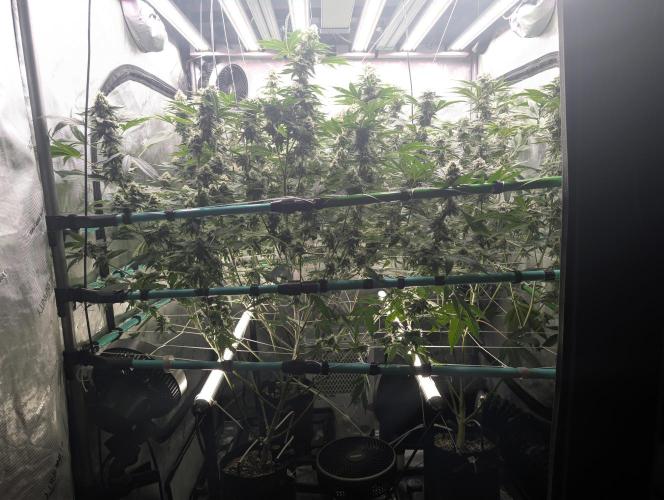 New Girls!. Week 6 - D39