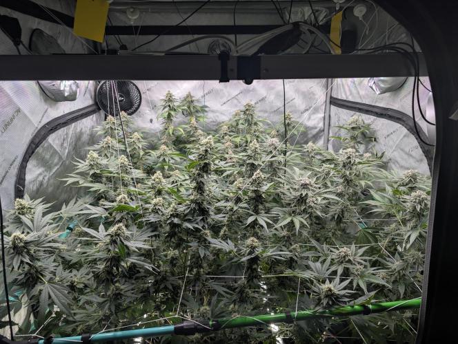 New Girls!. Week 6 - D39