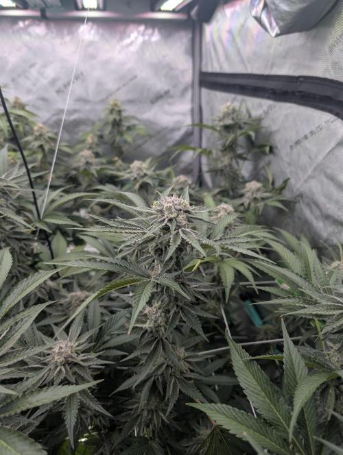 New Girls!. Week 6 - CP D39