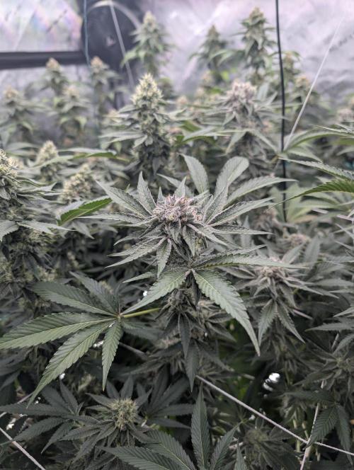 New Girls!. Week 6 - CP D39