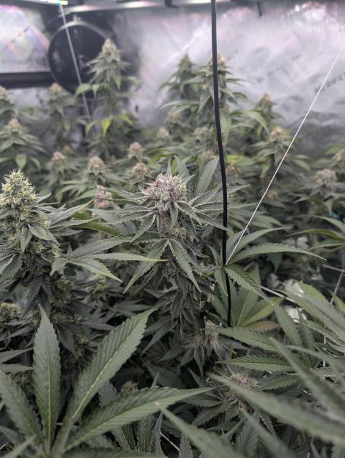 New Girls!. Week 6 - CP D39