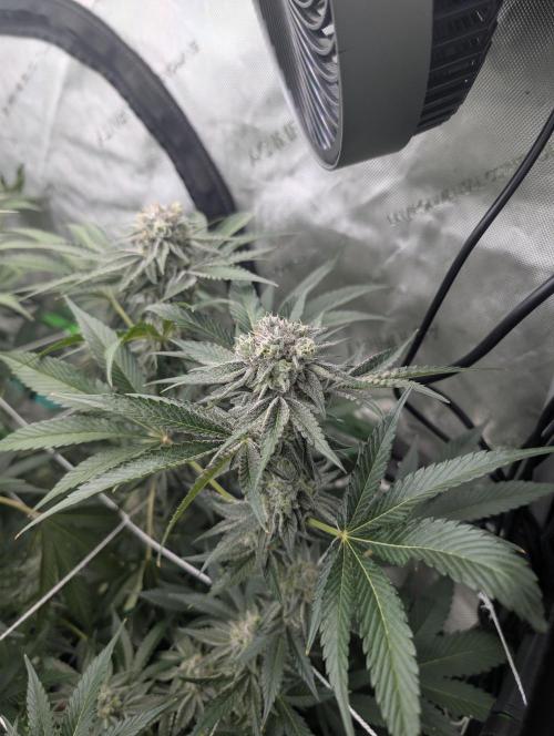 New Girls!. Week 6 - CP D39