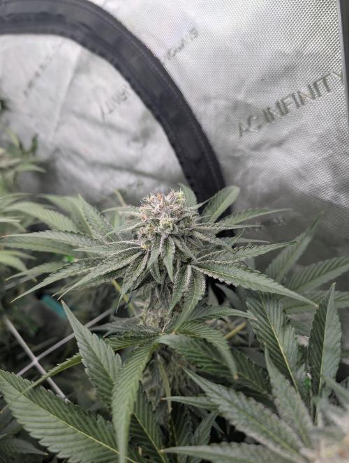 New Girls!. Week 6 - CP D39