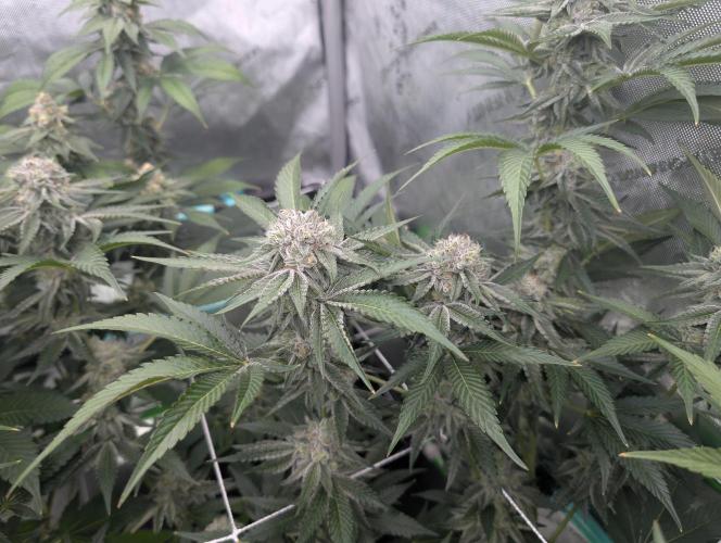 New Girls!. Week 6 - CP D39